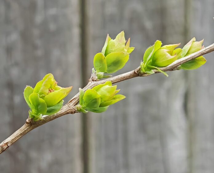 laikapstākļi Latvijā, laikapstākļu prognoze, vējš Latvijā, stiprs vējš, nokrišņi Latvijā, pavasara laikapstākļi, sinoptiķu prognoze, temperatūra Latvijā, anticiklons Latvijā, laiks nedēļā,