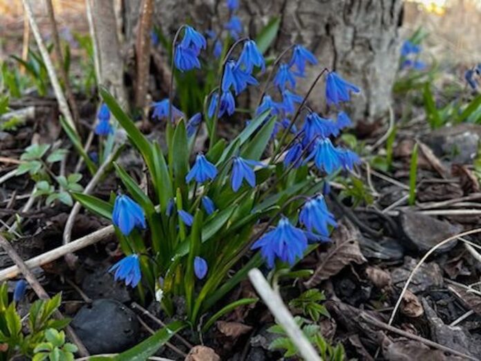 laikapstākļi Latvijā, laika prognoze, slapjš sniegs Latvijā, lietus Latvijā, anticiklons Latvijā, sals naktīs, temperatūra Latvijā, vējš Latvijā, brāzmas 15 m/s, pavasara laikapstākļi, sinoptiķu prognoze, laiks nedēļas nogalē, saulains laiks Latvijā