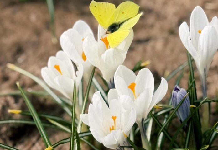 laikapstākļi Latvijā, laika prognoze, anticiklons Latvijā, sals naktīs, temperatūra Latvijā, slapjš sniegs, lietus Latvijā, pavasara laikapstākļi, sinoptiķu prognoze, laiks nedēļas nogalē, saulains laiks Latvijā, temperatūras svārstības