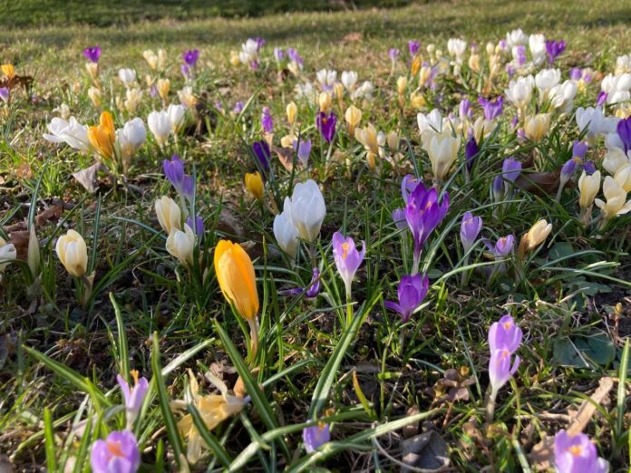 laikapstākļi Latvijā, laika prognoze Latvija, gaisa temperatūra Latvijā, lietus Latvijā, sinoptiķu prognoze, pavasara laiks Latvijā, nedēļas laika prognoze, migla Latvijā, vējš Latvijā, temperatūra +16 Latvijā