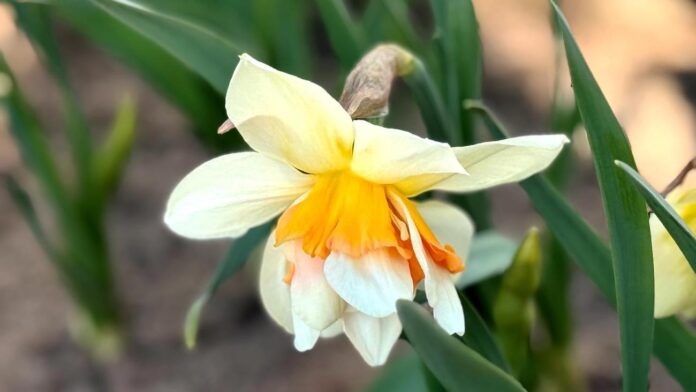 laika prognoze Latvijā, laikapstākļi Latvijā, lietus Latvijā, migla Latvijā, temperatūra Latvijā, sinoptiķu prognoze, pavasara laikapstākļi, laiks nedēļā, gaisa temperatūra Latvijā, laikapstākļu izmaiņas