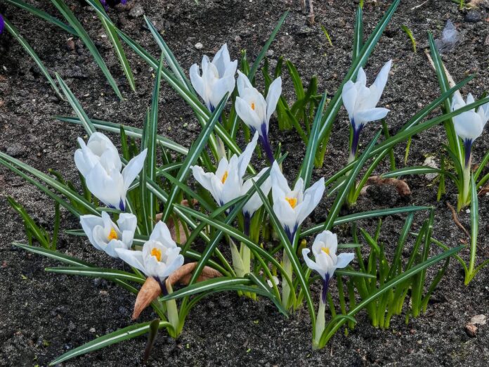 laika prognoze Latvija, brīvdienu laiks Latvijā, laiks šonedēļ, temperatūra Latvijā, anticiklons Latvija, pavasara laiks, sals naktī Latvijā, laiks nedēļas sākumā, ciklons Latvijā, sinoptiķu prognoze