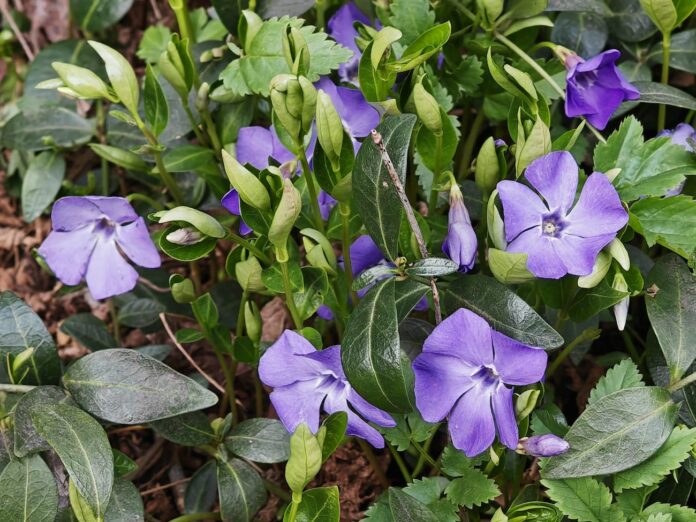 laika prognoze Latvijā, ciklons Latvijā, slapjš sniegs, sals naktīs, vējš Latvijā, laikapstākļi aprīlis, temperatūra Latvijā, nokrišņi Latvijā, brāzmains vējš, sinoptiķu prognoze