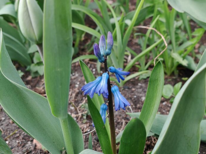 laika prognoze Latvijā, laikapstākļi Latvijā, ciklons Latvijā, stiprs vējš, sniegs Latvijā, lietus prognoze, brīvdienu laiks, temperatūra Latvijā, migla Latvijā, vēja brāzmas, pavasara laiks, aukstuma vilnis, sinoptiķu prognoze