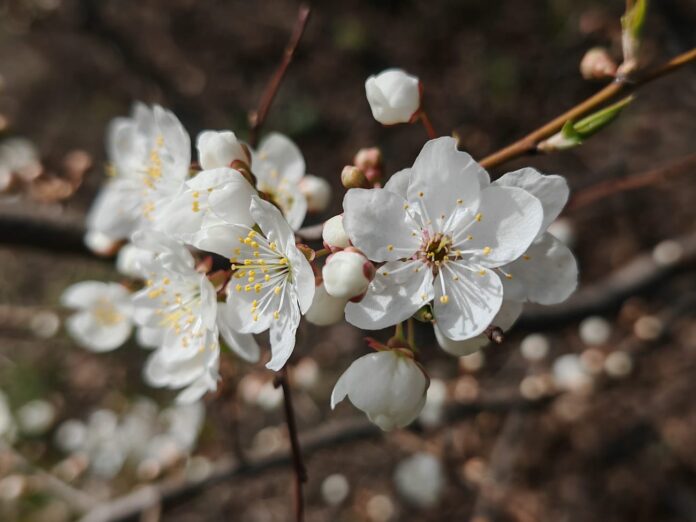 laikapstākļi Latvijā, laika prognoze Latvija, temperatūra Latvijā, slapjš sniegs, pērkona negaiss Latvijā, anticiklons Latvija, laiks nedēļas nogalē, laika ziņas Latvija, vējš Latvijā, siltums Latvijā, laika prognoze Rīga