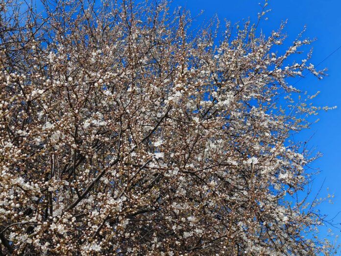 laikapstākļi Latvijā, brīvdienu laika prognoze, stiprs vējš Latvijā, sniegs aprīlī, ciklons Latvija, dzeltenais brīdinājums, oranžais brīdinājums,