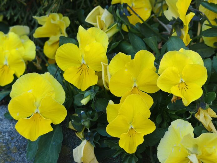 laikapstākļi Latvijā, laika prognoze ceturtdien, slapjš sniegs Latvijā, anticiklons Latvijā, silts laiks brīvdienās, +20 grādi Latvijā,