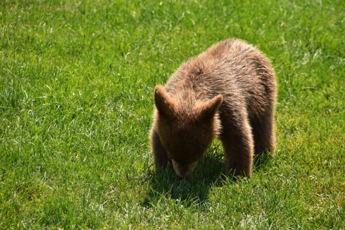 brūnais lācis Latvijā, lāča mazulis, dzīvnieku aizsardzība Latvijā, Raptors Park, Aleksandrs Kalačovs, savvaļas dzīvnieki, īpaši aizsargājamās sugas, dzīvnieku likums Latvijā, lācis Ursus arctos