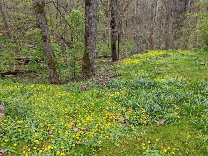 laikapstākļi Latvijā, salna Latvijā, sinoptiķu prognoze, anticiklons, ciklons Latvijā, lietus Latvijā, aukstas naktis, gaisa temperatūra, dzestrs vējš, laika prognoze nedēļai, LVĢMC, laikapstākļu prognoze