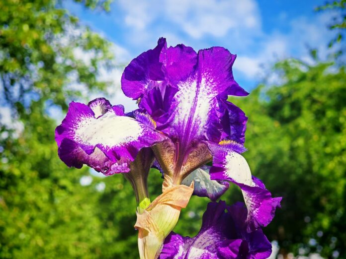 Violets īriss.