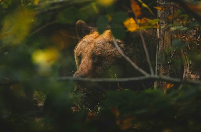 Svarīgi, Igaunija, lāča uzbrukums