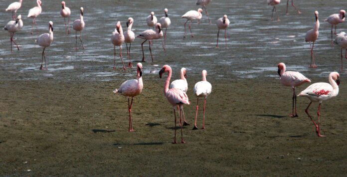 Rozā flamingo bars staigā gar ūdeni.