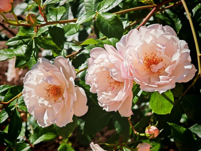 Rozes