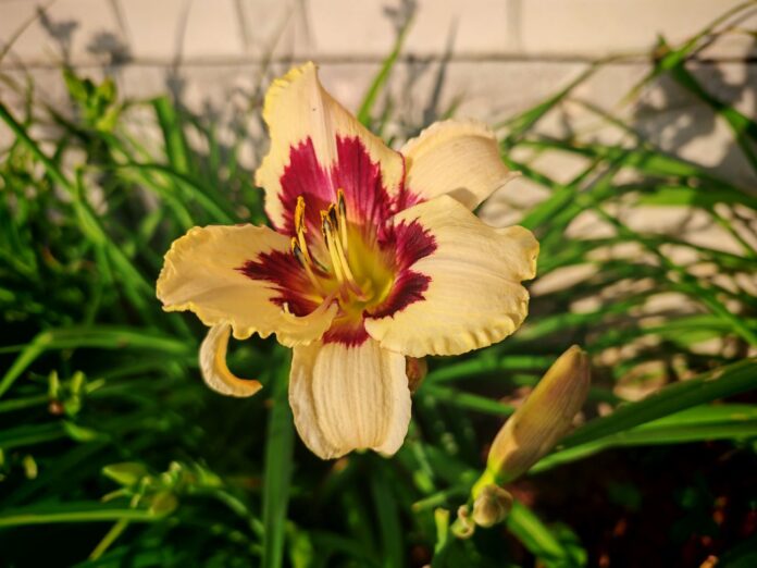 Dienlilija