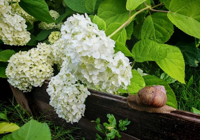 Hortenzija un vīngliemezis