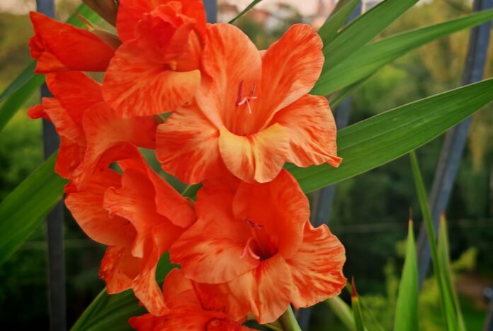 Oranža gladiola