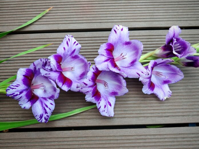 Violeta gladiola uz koka dēļiem
