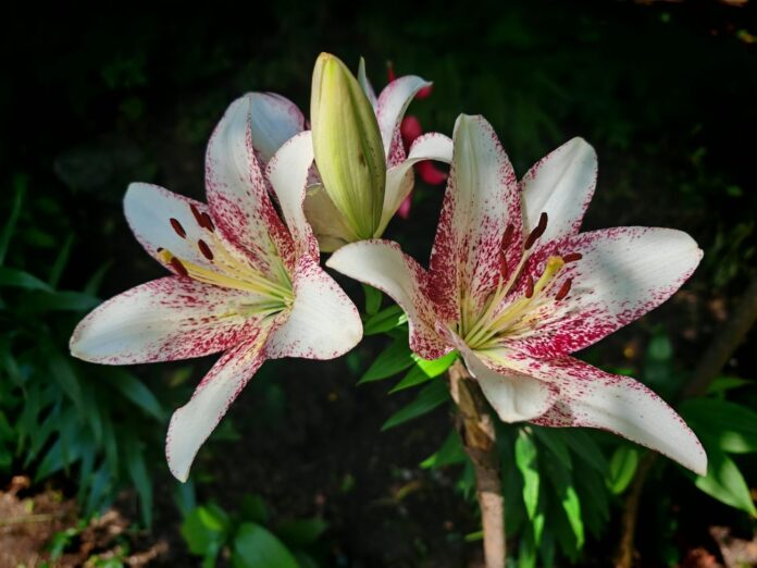 Lilijas