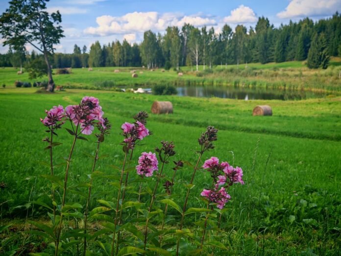 Vidzemes lauki