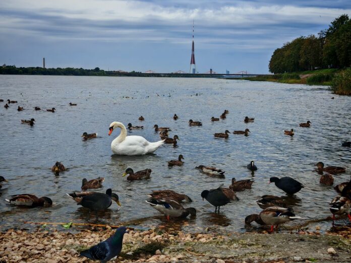 Gulbji un pīles Daugavā